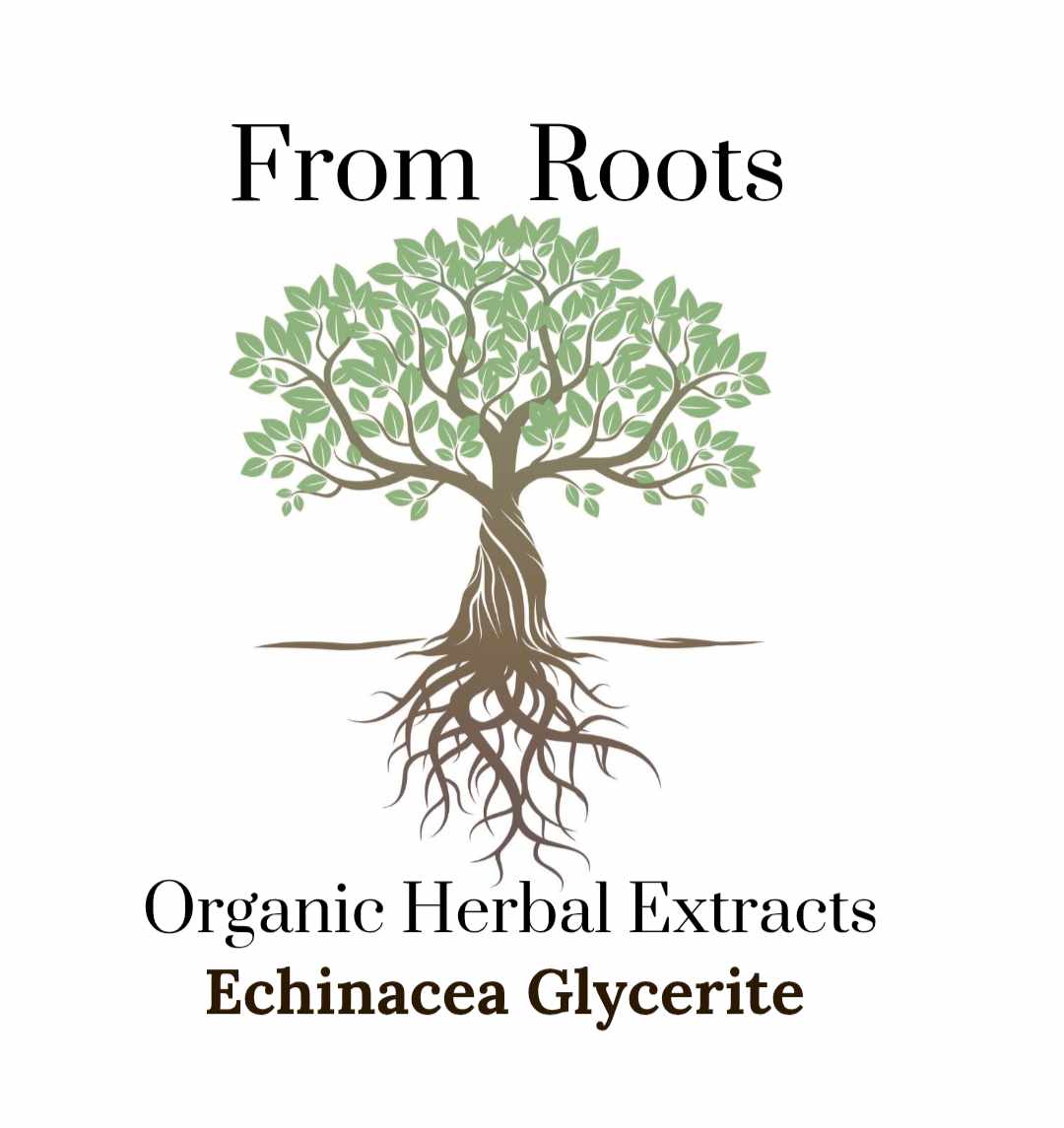 Echinacea Glycerite