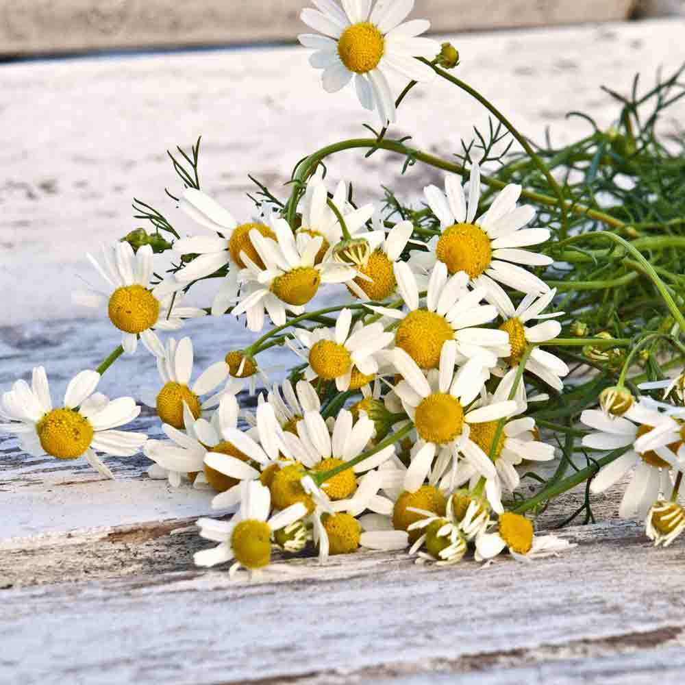 German Chamomile Glycerite