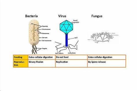 Antiviral/Antifungal Glycerite