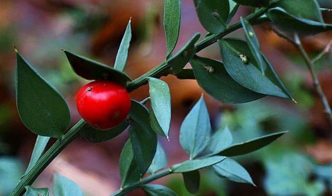 Butcher's Broom Glycerite