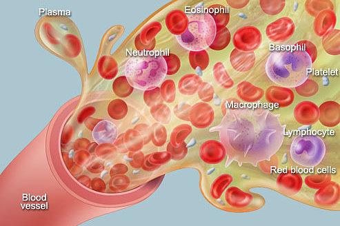 Blood and Organ Detox Glycerite
