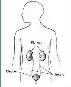Kidneys and Bladder Health Glycerite