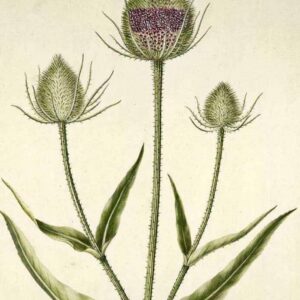 Fuller's Teasel Glycerite