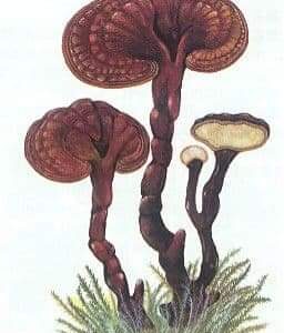 Reishi Mushroom Glycerite