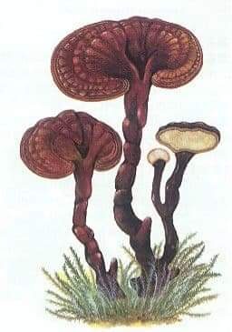 Reishi Mushroom Glycerite