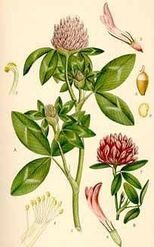 Red Clover Glycerite
