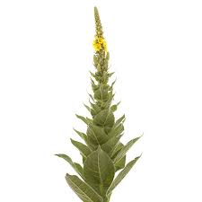 Mullein Glycerite