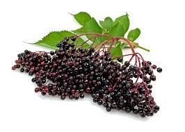 Elderberry Glycerite