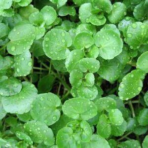 Watercress Glycerite